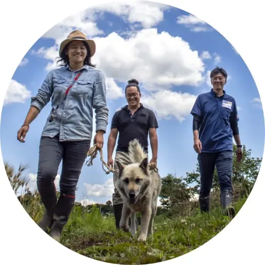 犬を散歩している様子